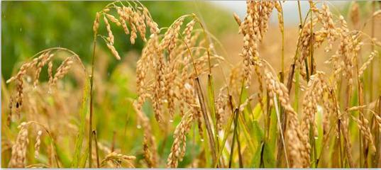 斯道拉恩索集團公布2017年上半年度財報:轉(zhuǎn)型項目帶來的積極影響正加速顯現(xiàn)